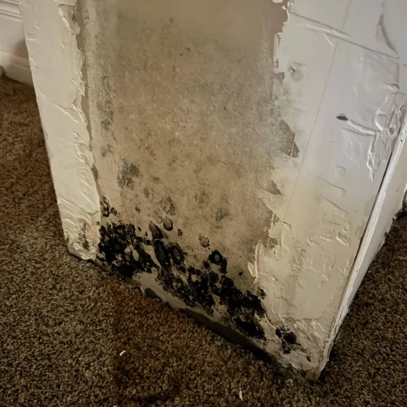 Professional Mold Removal in Collingsworth County, TX